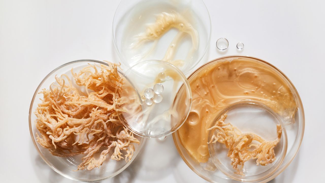Is Sea Moss Good For Diabetes And High Blood Pressure