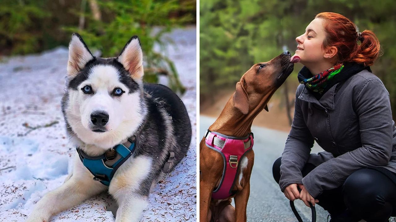 Best Dog Harness For Hiking