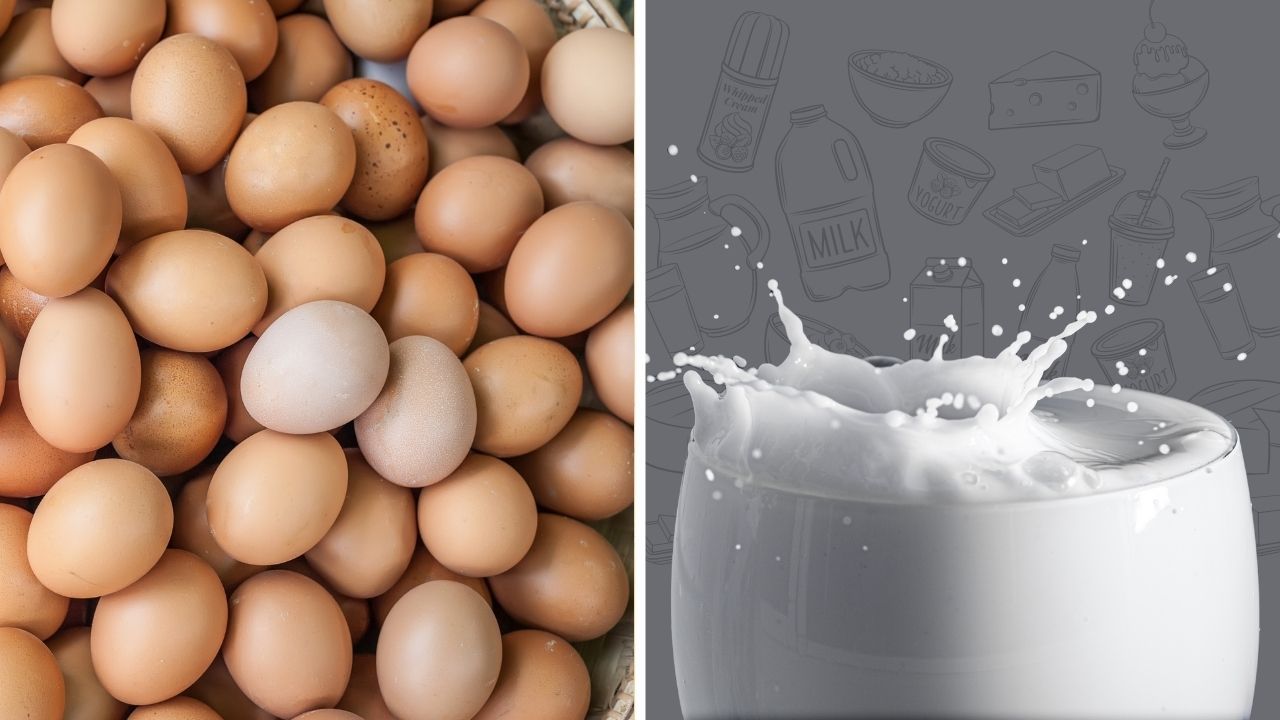 Egg Protein Powder vs Whey Protein Powder