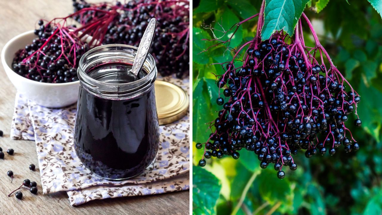 What Is Elderberry Good For?