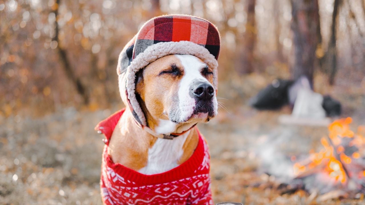 How to Camp with a Dog