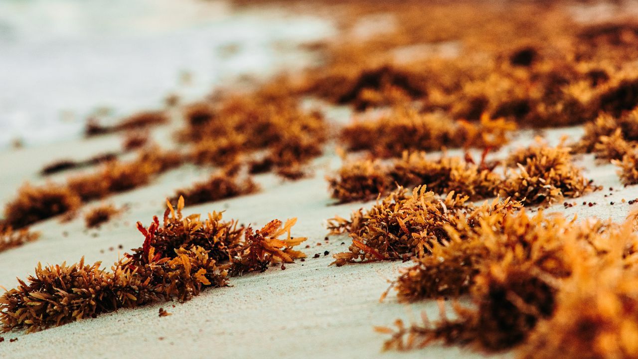 Where Does Sea Moss Come From